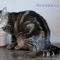 Thumbnail photo of Rosemary #1