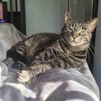 Thumbnail photo of C224 brothers Ollie #2