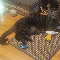 Thumbnail photo of C224 brothers Ollie #4