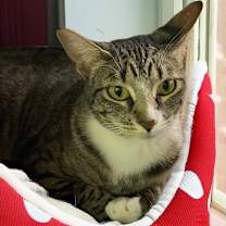 Thumbnail photo of Bella #2