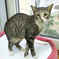 Thumbnail photo of Bella #1