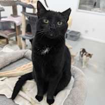 Thumbnail photo of Hershey #3