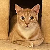 Thumbnail photo of Tumeric (Queenie litter 2) #1