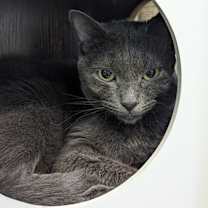 Thumbnail photo of Stevie (Smokey) #1