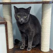 Thumbnail photo of Stevie (Smokey) #2