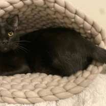 Thumbnail photo of Bagheera #1