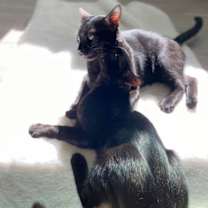 Thumbnail photo of Bagheera #2
