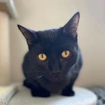 Thumbnail photo of Bagheera #3