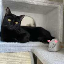 Thumbnail photo of Bagheera #4
