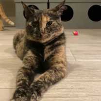 Thumbnail photo of Momma Cat #1