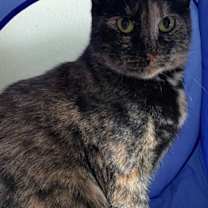 Thumbnail photo of Momma Cat #2