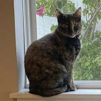 Thumbnail photo of Momma Cat #3