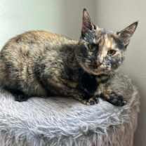 Thumbnail photo of Momma Cat #4