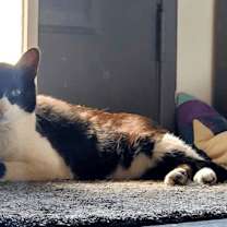 Thumbnail photo of Oscar #3