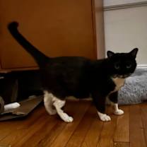Thumbnail photo of Penguin #3