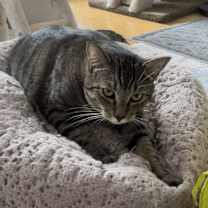 Thumbnail photo of puffin #4