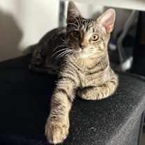 Thumbnail photo of Kristie Alley Cat #1
