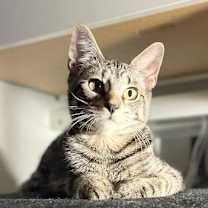 Thumbnail photo of Kristie Alley Cat #2