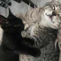 Thumbnail photo of Kristie Alley Cat #4