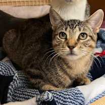 Thumbnail photo of Hayden bonded Harper #1