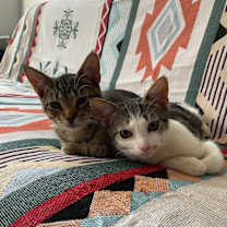 Thumbnail photo of Hayden bonded Harper #2