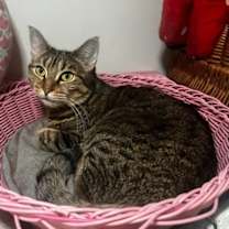 Thumbnail photo of Olivia 3 #1