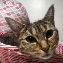 Thumbnail photo of Olivia 3 #3