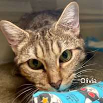 Thumbnail photo of Olivia 3 #4