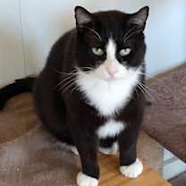 Thumbnail photo of Sylvester #1