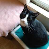 Thumbnail photo of Sylvester #2