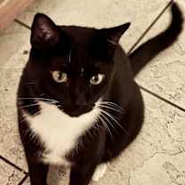 Thumbnail photo of Oreo #1