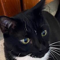 Thumbnail photo of Oreo #2