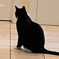 Thumbnail photo of Oreo #4