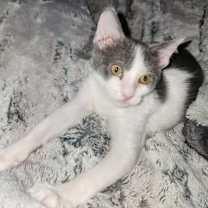 Thumbnail photo of Gigi #1