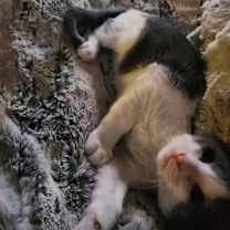 Thumbnail photo of Gigi #2