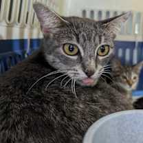 Thumbnail photo of Izzy #1
