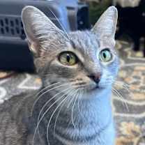 Thumbnail photo of Izzy #2