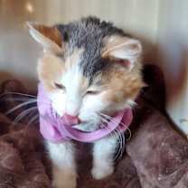 Thumbnail photo of Kacey #2