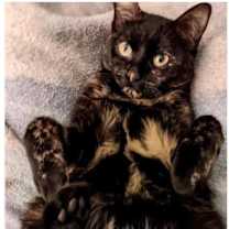 Thumbnail photo of Scrappy #1
