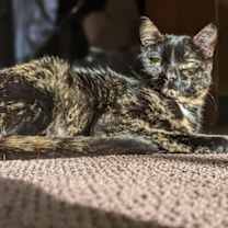 Thumbnail photo of Scrappy #2