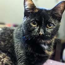 Thumbnail photo of Scrappy #3