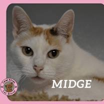 Thumbnail photo of Midge #1