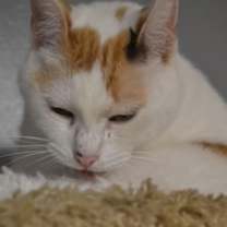 Thumbnail photo of Midge #2