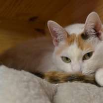 Thumbnail photo of Midge #3