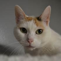 Thumbnail photo of Midge #4