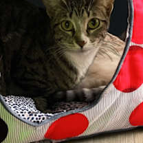 Thumbnail photo of Bella #3