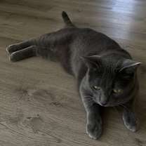 Thumbnail photo of Stormy #1