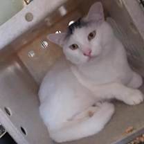 Thumbnail photo of Scott #3