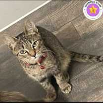 Thumbnail photo of Maddie #1