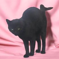 Thumbnail photo of Elvira #1